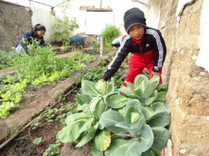 Escolar mostrando las hortalizas que producen en su invernadero